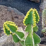 Villa Splendid Casa Papagayo, Heated Pool, Roofterrace With Views And Wifi Playa Blanca (Lanzarote)