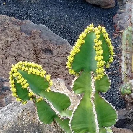 Willa Splendid Casa Papagayo, Heated Pool, Roofterrace With Views And Wifi Playa Blanca (Lanzarote)